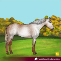 Horse Color:Gray Chestnut