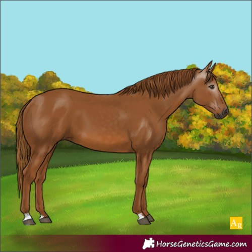 Horse Color:Unknown 