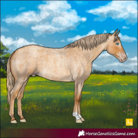 Horse Color:Gray Gold Cream Champagne Roan