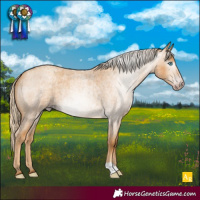 Horse Color:Gray Gold Cream Champagne Roan 