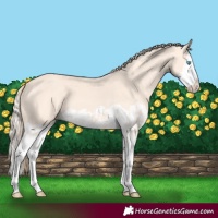 Horse Color:Perlino Splash  and Perlino Splash 
