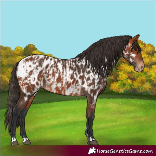 Horse Color:Bay Appaloosa and Bay Appaloosa
