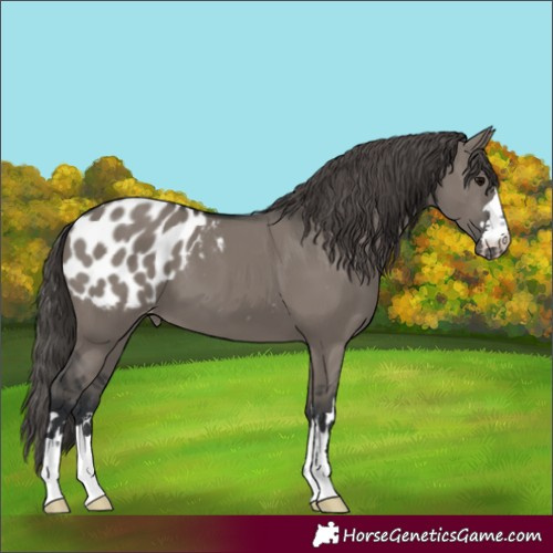 Horse Color:Grullo Appaloosa 