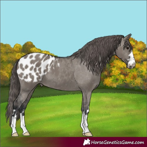 Horse Color:Grullo Appaloosa 