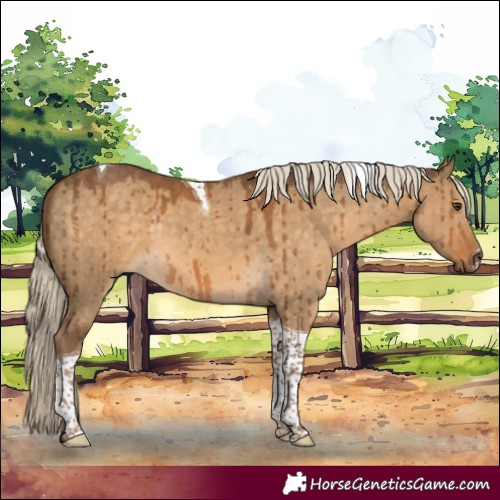 Horse Color:Chocolate Palomino Dun Tobiano Brindle 