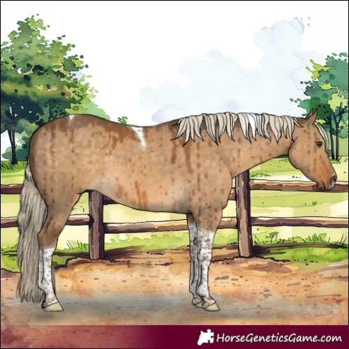 Horse Color:Chocolate Palomino Dun Tobiano Brindle 