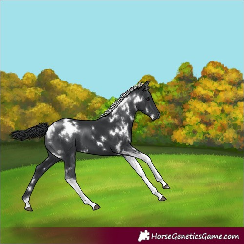 Horse Color:White Spotted Black Tobiano 