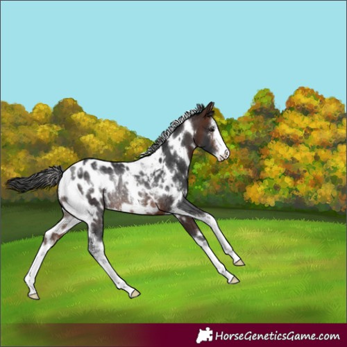 Horse Color:White Spotted Brown Sabino Appaloosa Rabicano 