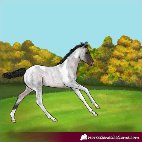 Horse Color:Brown Roan Tobiano Appaloosa Rabicano