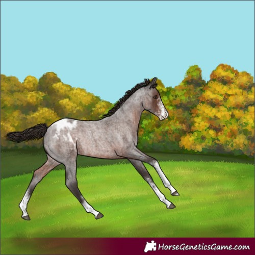 Horse Color:Liver Red Roan Sabino Varnish Rabicano 
