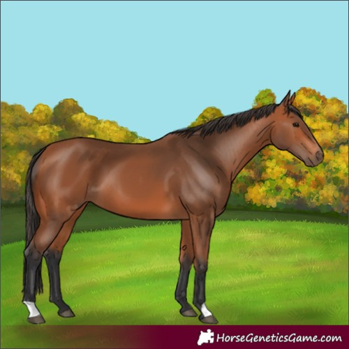Horse Color:Bay 