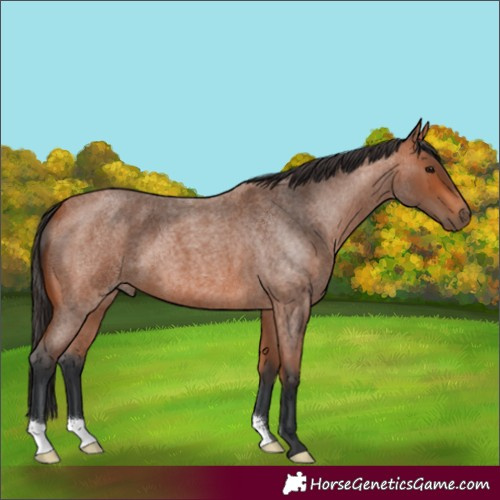 Horse Color:Bay Roan 