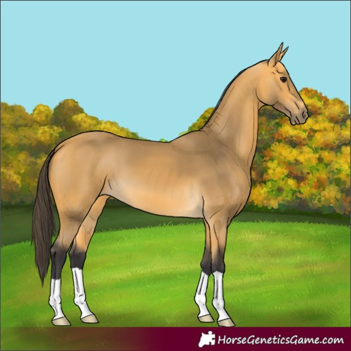 Horse Color:Buckskin 