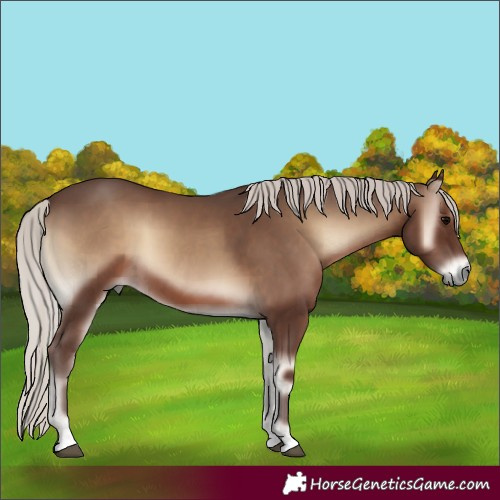 Horse Color:Silver Blue Onyx 