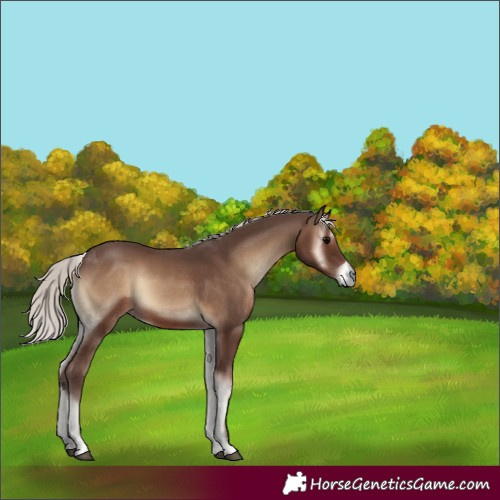 Horse Color:Silver Blue Onyx 