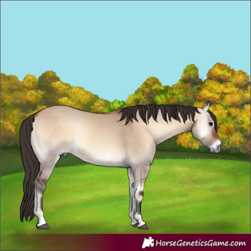 Horse Color:Bay Onyx Rabicano 