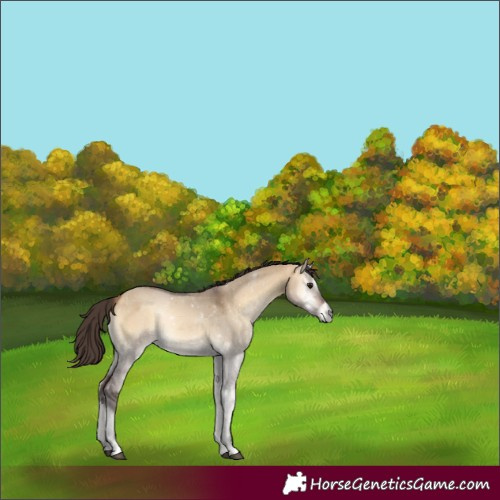 Horse Color:Buckskin Onyx 