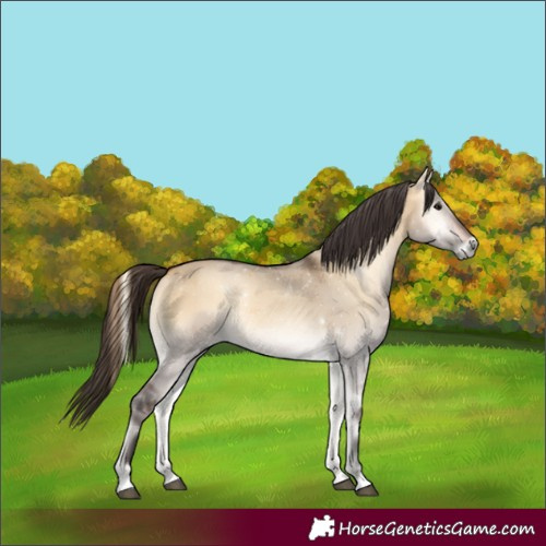 Horse Color:Buckskin Onyx 