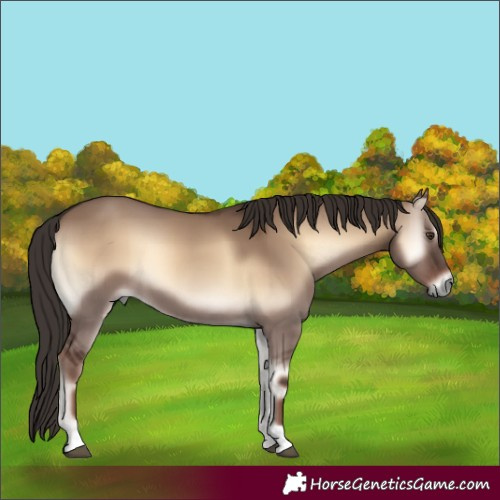 Horse Color:Liver Red Dun Onyx 