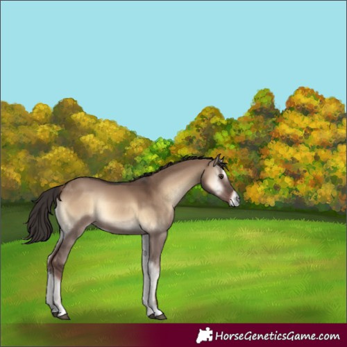 Horse Color:Liver Red Dun Onyx 