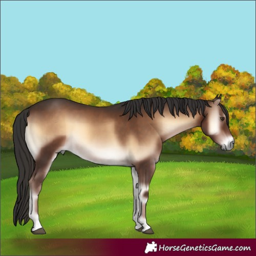 Horse Color:Liver Red Onyx 