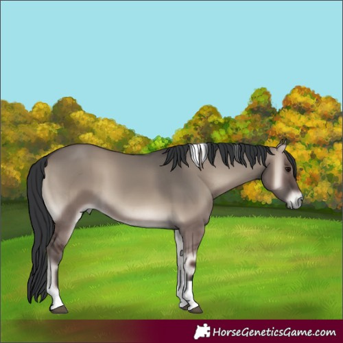 Horse Color:Grullo Onyx Tobiano 