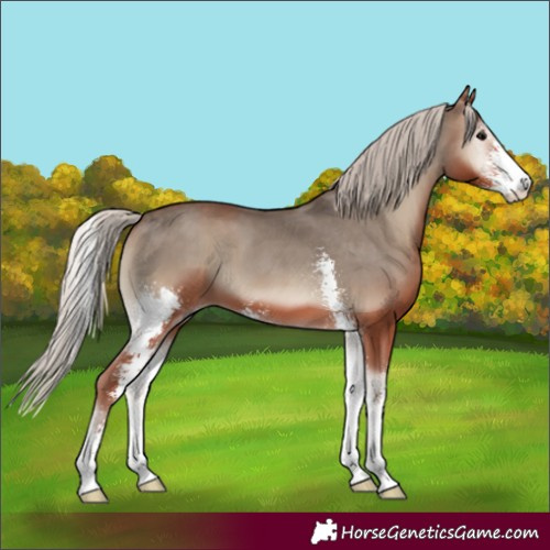 Horse Color:Silver Blue Onyx Sabino