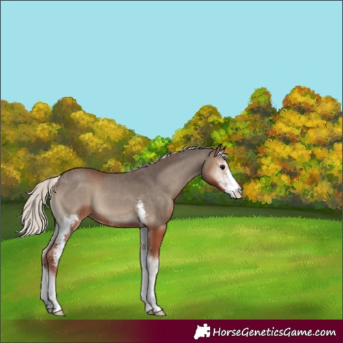 Horse Color:Silver Blue Onyx Sabino 