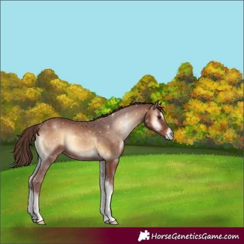 Horse Color:Red Onyx 
