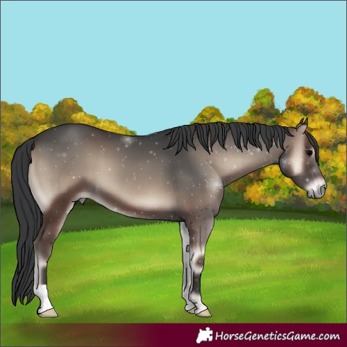 Horse Color:Blue Onyx 
