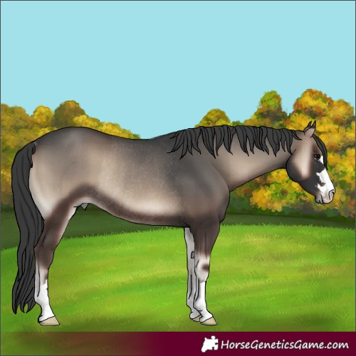 Horse Color:Blue Onyx Rabicano