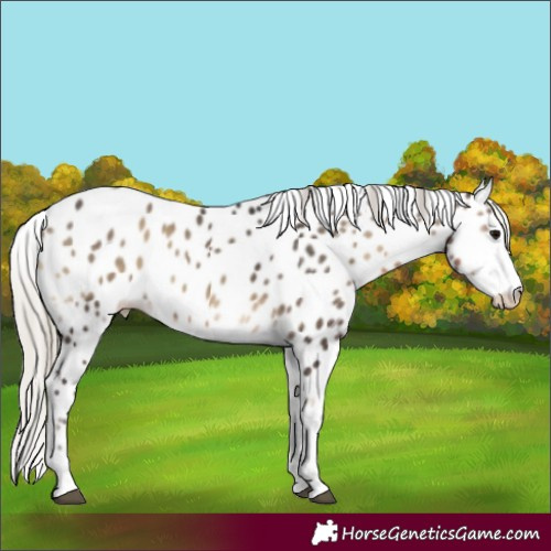 Horse Color:Silver Smoky Blue Onyx Sabino Leopard 