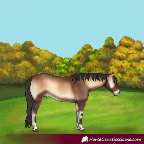 Horse Color:Bay Onyx