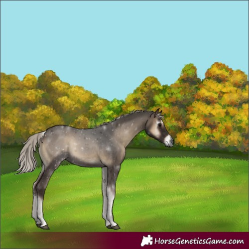 Horse Color:Gray Silver Blue Onyx 