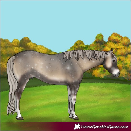 Horse Color:Gray Silver Blue Onyx 