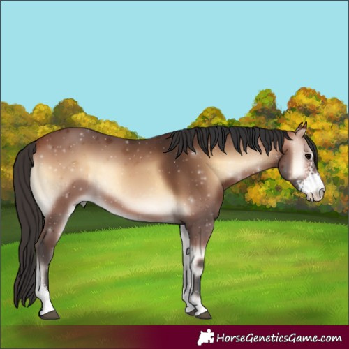 Horse Color:Bay Onyx Sabino 