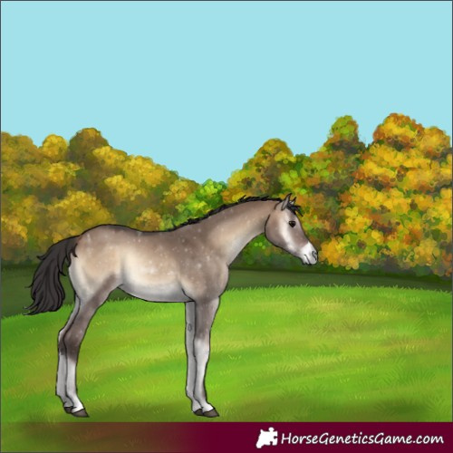 Horse Color:Brown Onyx 