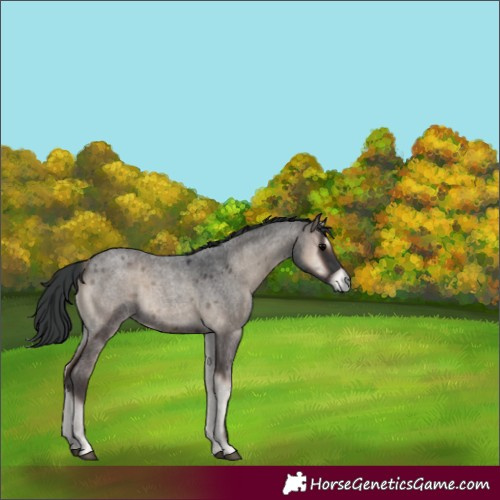 Horse Color:Blue Onyx Roan