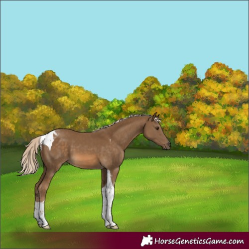 Horse Color:Chocolate Palomino Tobiano 