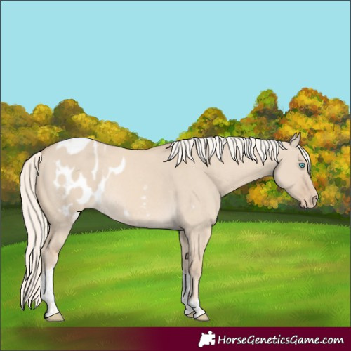 Horse Color:Cremello Dun Tobiano Skewed Appaloosa Rabicano