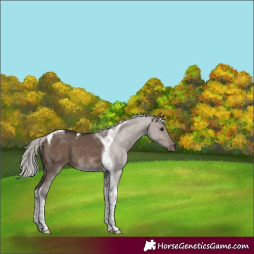 Horse Color:Silver Brown Dun Tobiano 