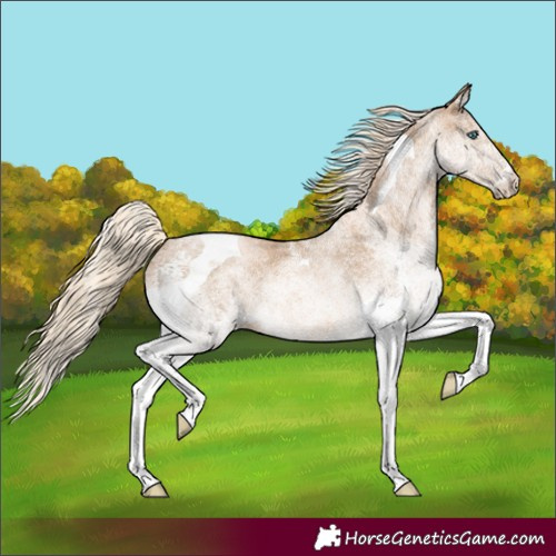 Horse Color:White Spotted Chocolate Palomino Pearl Tobiano 