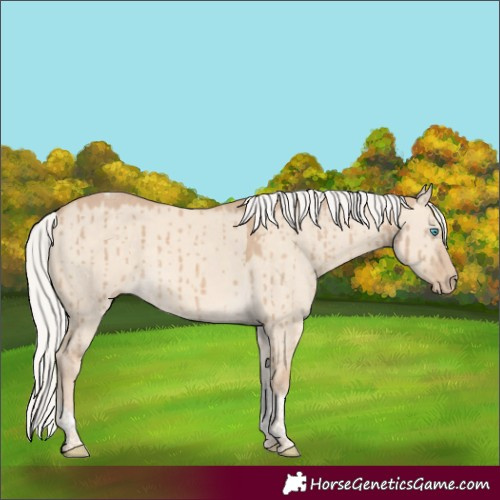 Horse Color:Silver Perlino Dun Tobiano Brindle 