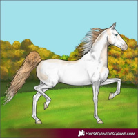 Horse Color:Buckskin Pearl Dun Sabino Splash Frame Rabicano 