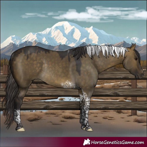 Horse Color:Buckskin Dun Tobiano Rabicano 