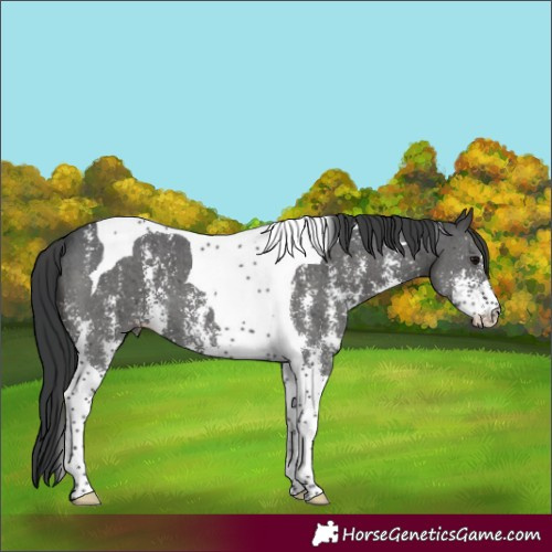 Horse Color:Black Sabino Tobiano