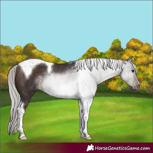 Horse Color:Silver Brown Tobiano Rabicano 