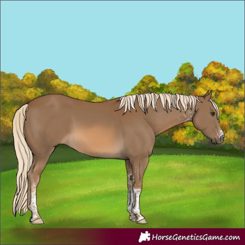 Horse Color:White Spotted Chocolate Palomino Tobiano 