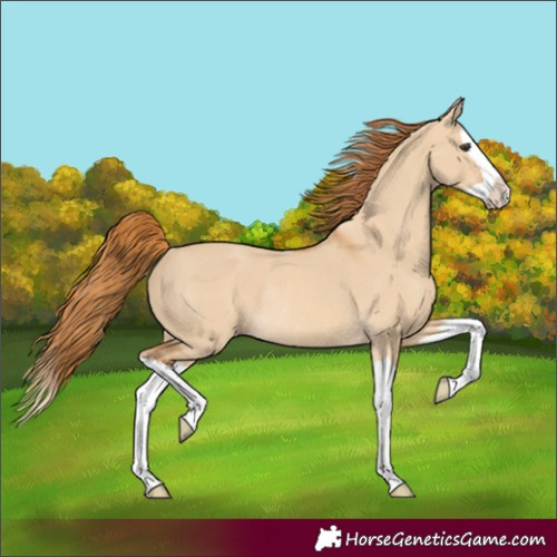 Horse Color:Red Dun Splash Rabicano 