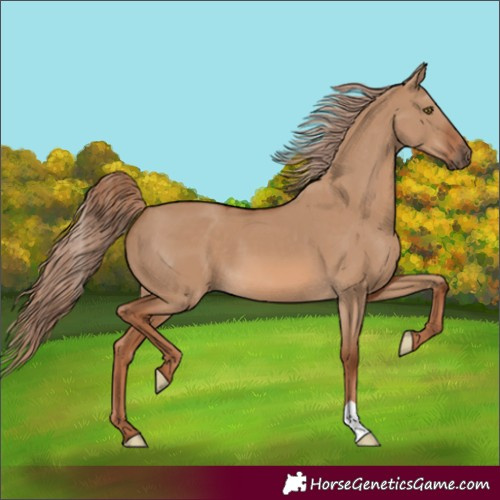 Horse Color:Red Dun